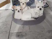 Чихуахуа