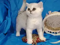 Шотландские котята.