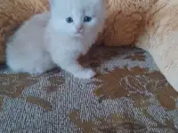 британские котята, фотография 3
