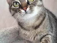 Котенок подросток Манюня, фотография 7