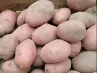 Картофель, фотография 3