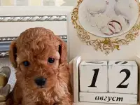 Щенки, фотография 4