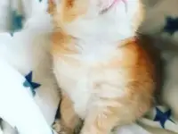 ЗОЛОТАЯ ШИНШИЛЛА шотландские котята, фотография 2