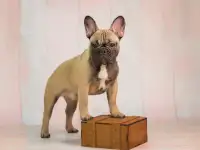 Французский бульдог, фотография 2