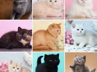 Британские Котята От Чемпионов - Много окрасов!, фотография 3