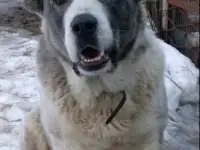 Щенки Алабай