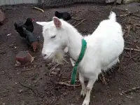 Продам коз