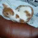 Котенок ищет дом, фотография 3