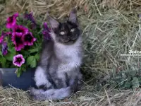 Мейн-кун полидакт ( девочка), фотография 6