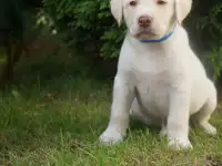 Щенки лабрадора