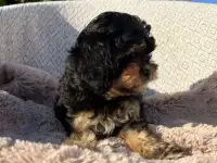 Кавапу девочка мини (Cavapoo), фотография 5