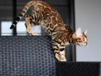 Бенгальские котята: девочка, фотография 3