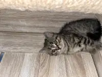 Шотландские котята, фотография 7