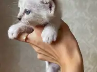 Котята в дар, фотография 2