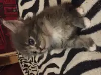 Котенок Мейн Кун, фотография 4
