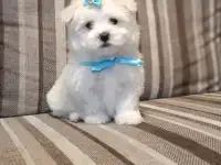 Мальтийской болонки щенки