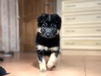Щенок в дар, фотография 7