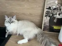 Нужен кот для вязки Невской Маскарадной, фотография 3