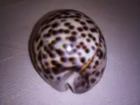 Морские раковины, фотография 5