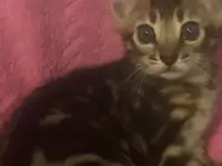 Бенгальские котята, фотография 5
