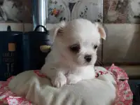 Мальчишка чихуахуа