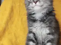 6 Котенок Мейн кун, фотография 3