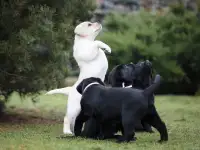 Высокопородные щеннки лабрадора, фотография 2