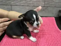 Щенки чихуахуа мини, фотография 2