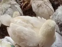 Продаются цыплята разных пород и цветные бройлеры,голошейки, фотография 11