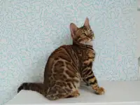 бенгальские котята, фотография 6