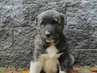 Щенки Алабаи, фотография 2