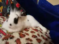Кролик декоротивный, фотография 2