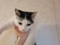 Ищут дом, фотография 2