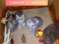 Персидские котята экстремального типа чистокровные персы., фотография 5