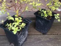 Продам декоративные растения., фотография 9