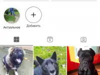 Дрессировка собак больших и маленьких.