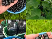 Чёрная смородина. Крупная,сладкая!