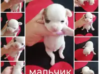 Щенки чихуахуа, фотография 7