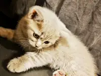 Котята Скоттиш-Страйт, фотография 3