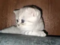 Шотландские чистокровные котята, фотография 5