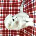 Котята, фотография 2