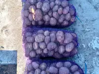 Продам картофель