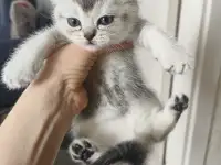 Шотландские котята, фотография 4