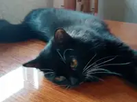 Черная кошка Санта ищет семью!, фотография 2