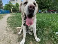 Помогите найти дом!, фотография 2