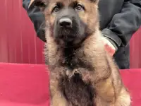Щенок немецкой овчарки