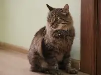 Умный молодой кот Шурик в дар, фотография 3