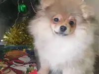 Шпиц мальчик, фотография 4