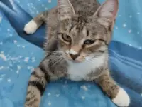 Отдам в хорошие руки котят или кошку, фотография 7
