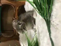 Шотландские вислоухие котята, фотография 2
